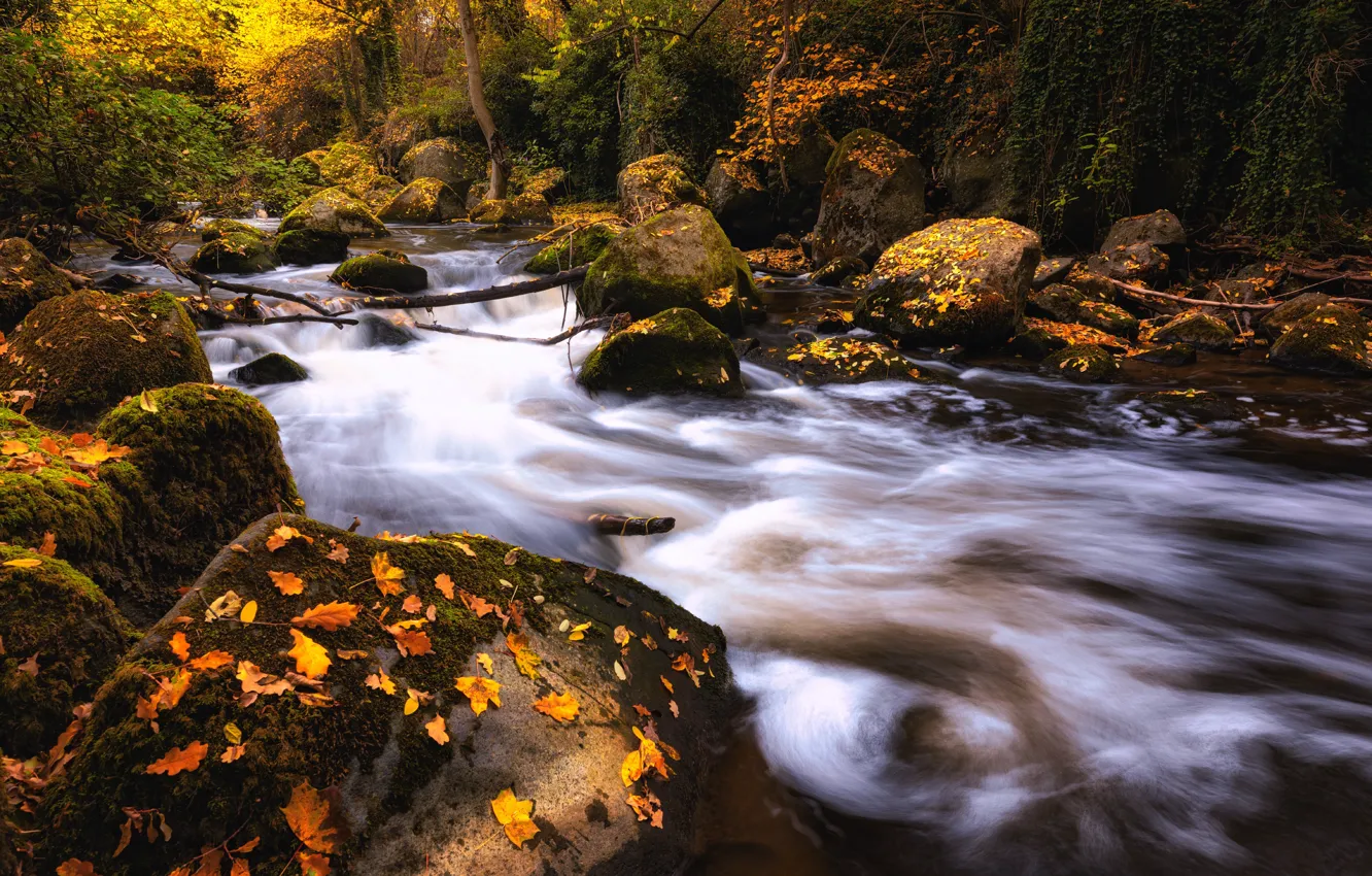 Фото обои осень, лес, ручей, камни, речка