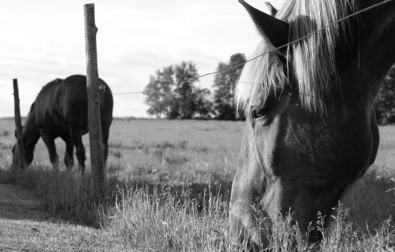 Фото обои поле, трава, черно-белая, лошади