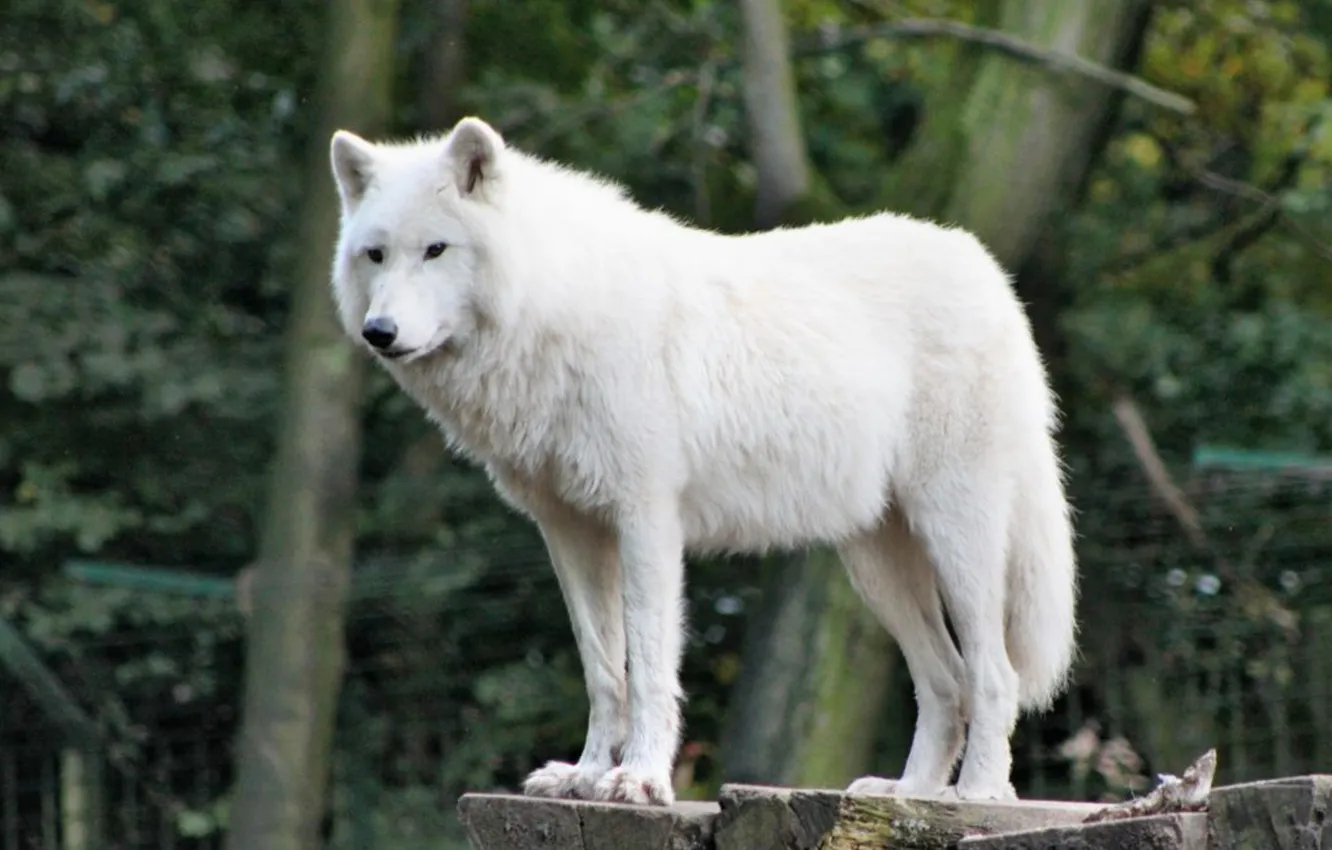 Фото обои fantasy, nature, art, snow, predator, face, animal, wolf