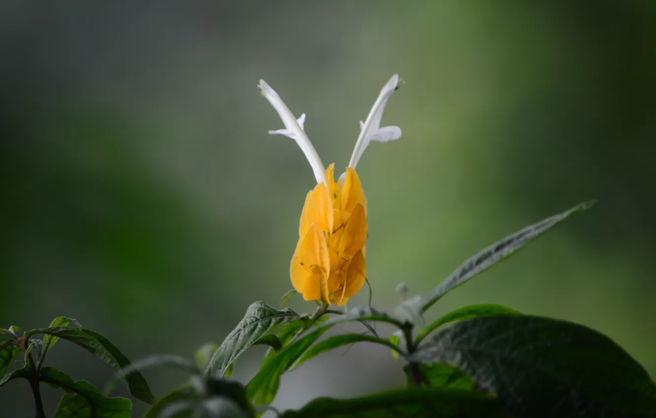 Фото обои white, flower, yellow, ears