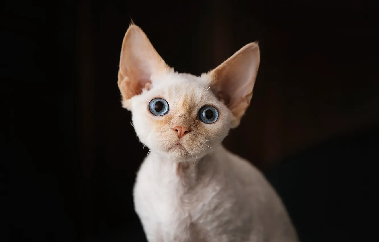 Фото обои кошка, кот, взгляд, поза, мордашка
