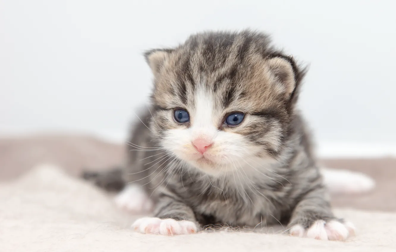 Фото обои кошка, серый, малыш, белый фон, котёнок, полосатый, британский