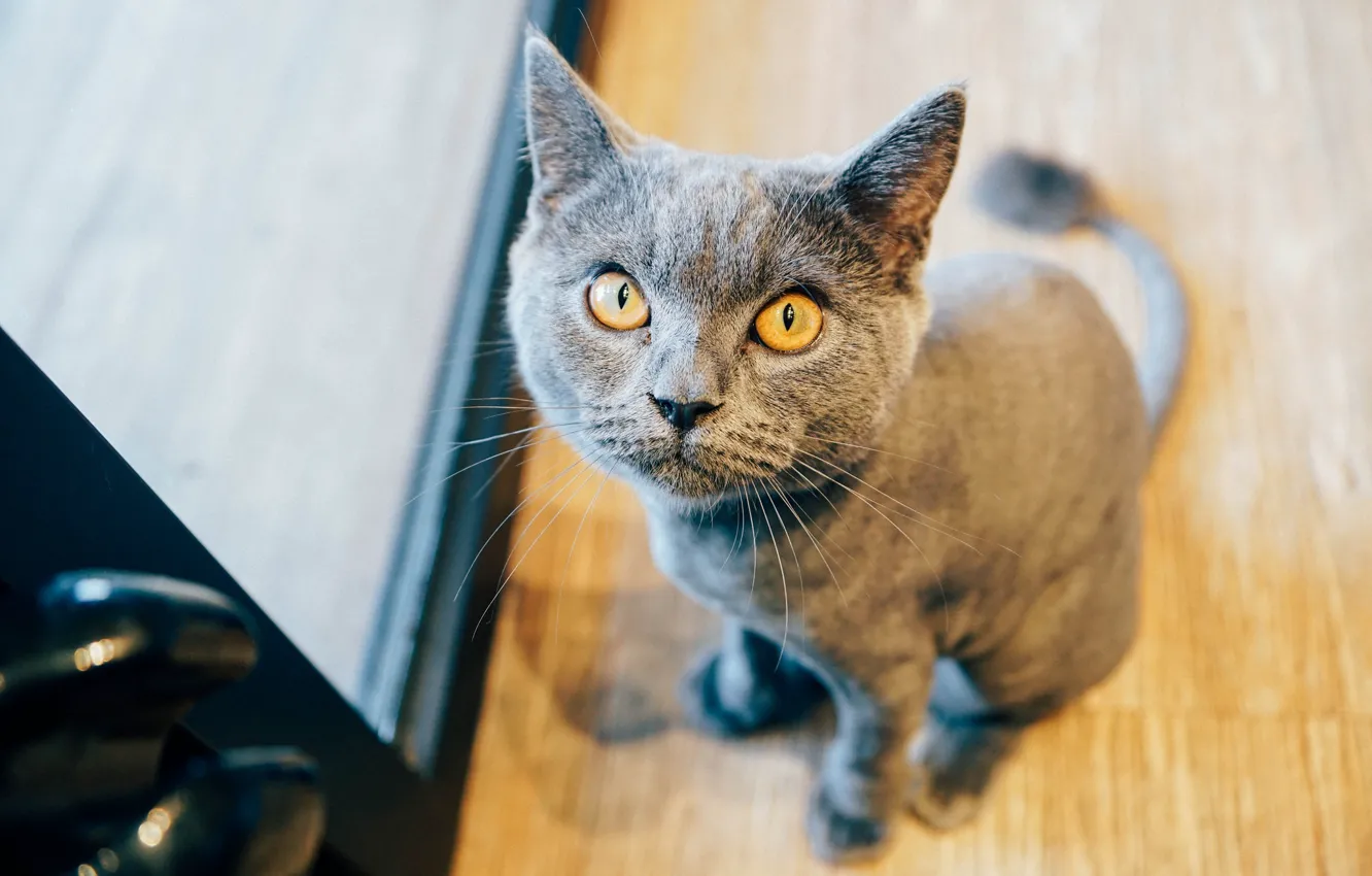 Фото обои глаза, кот, взгляд, сидит, коте
