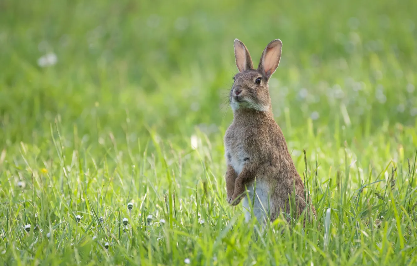 Фото обои трава, кролик, стойка, грызун