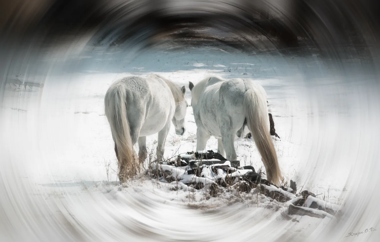 Фото обои снег, деревья, кони, лошади, белые