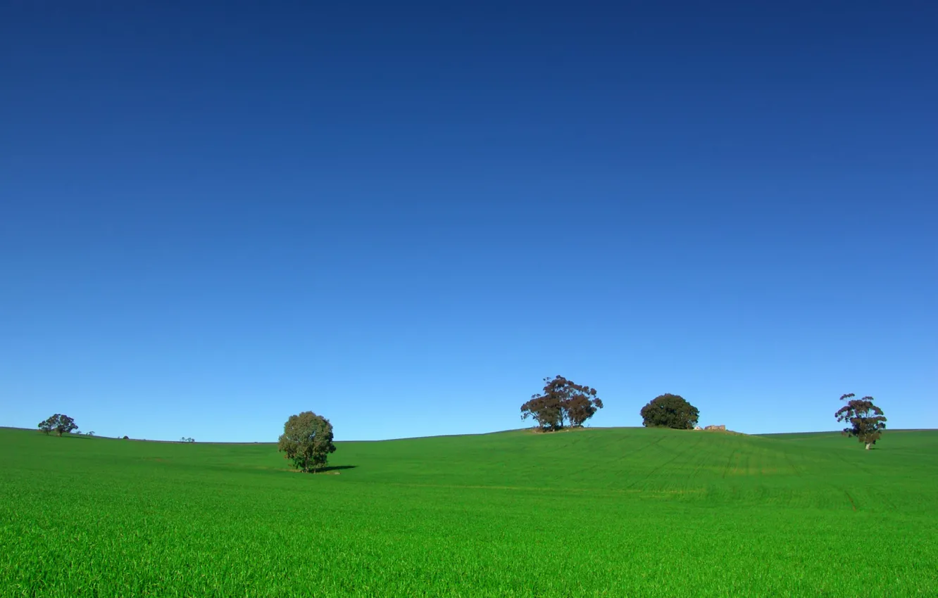 Фото обои поле, небо, деревья