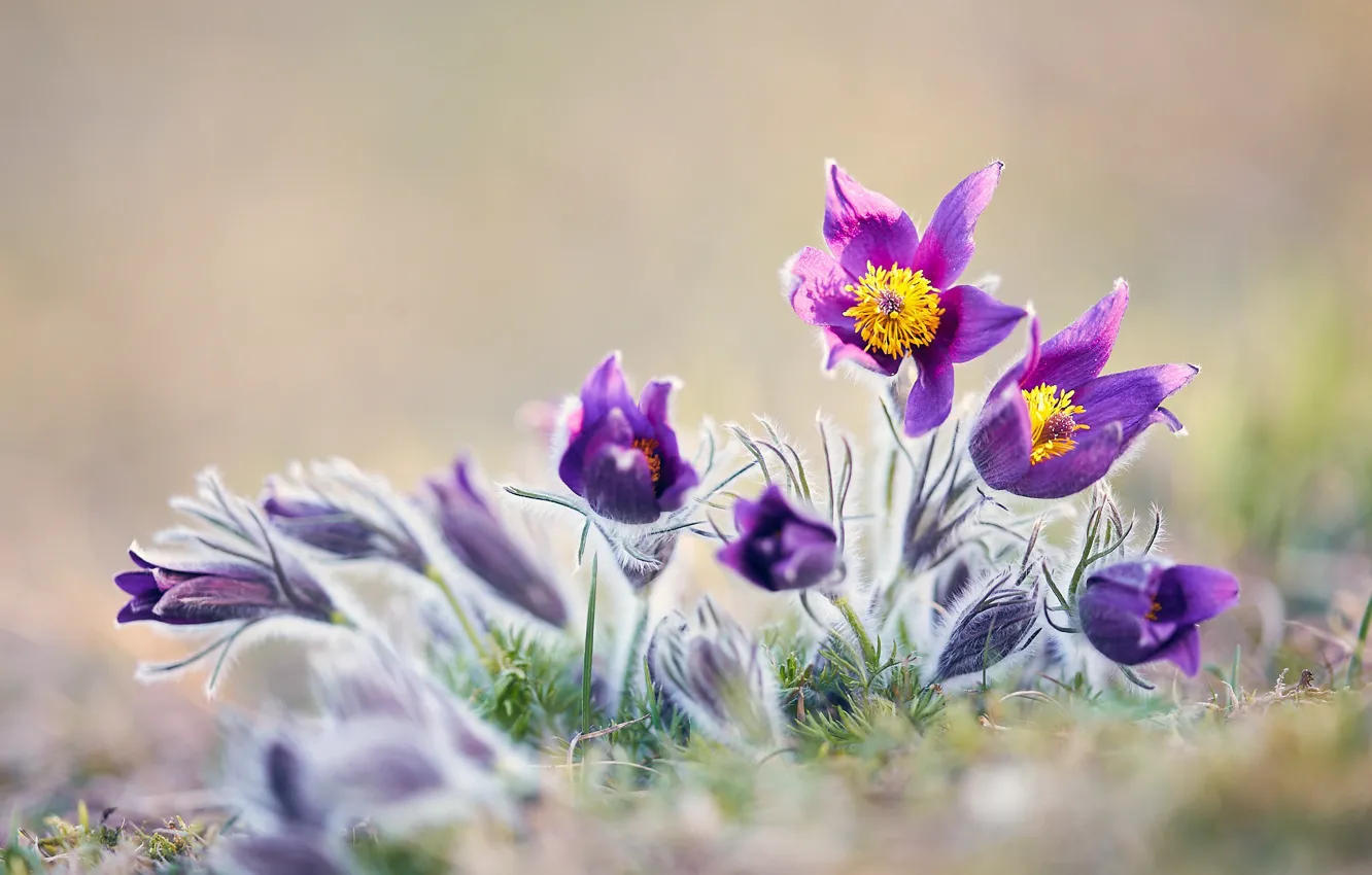 Фото обои весна, Сон-трава, Прострел