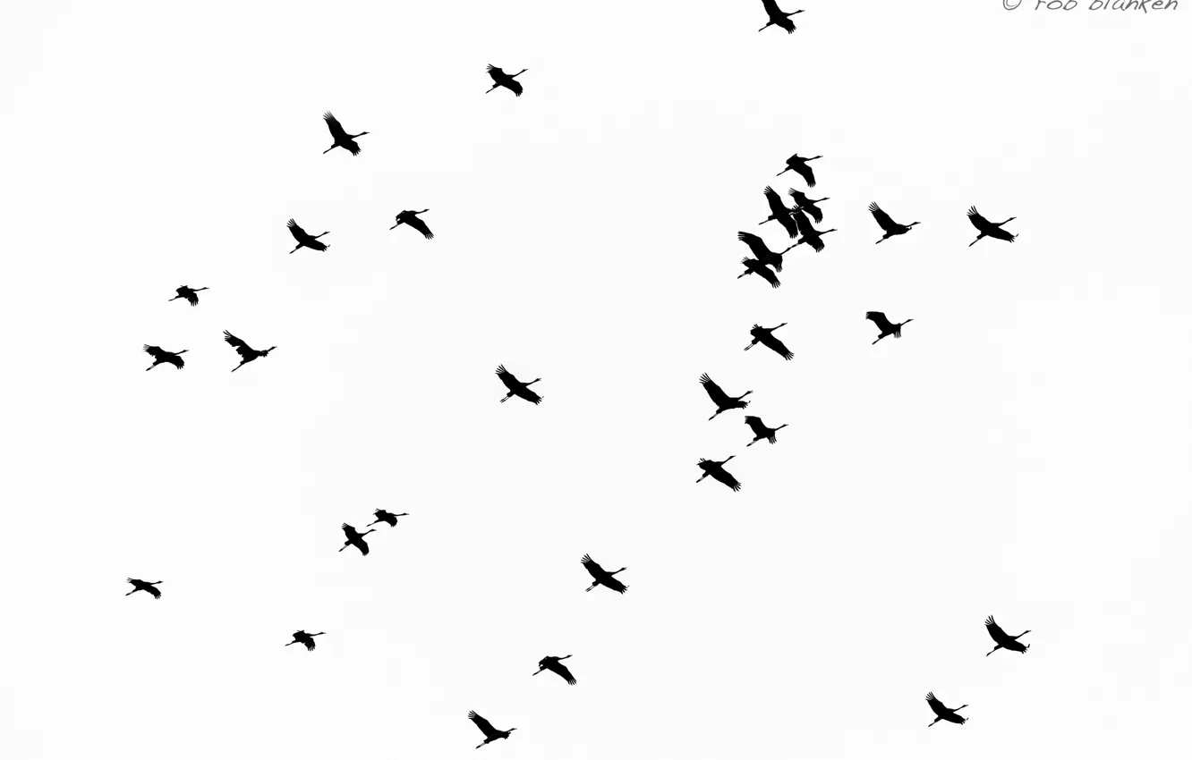 Фото обои небо, птицы, полёт