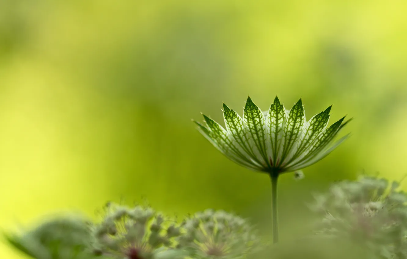 Фото обои растение, Astrantia major, Астранция крупная или Звездовка большая, зонтичное