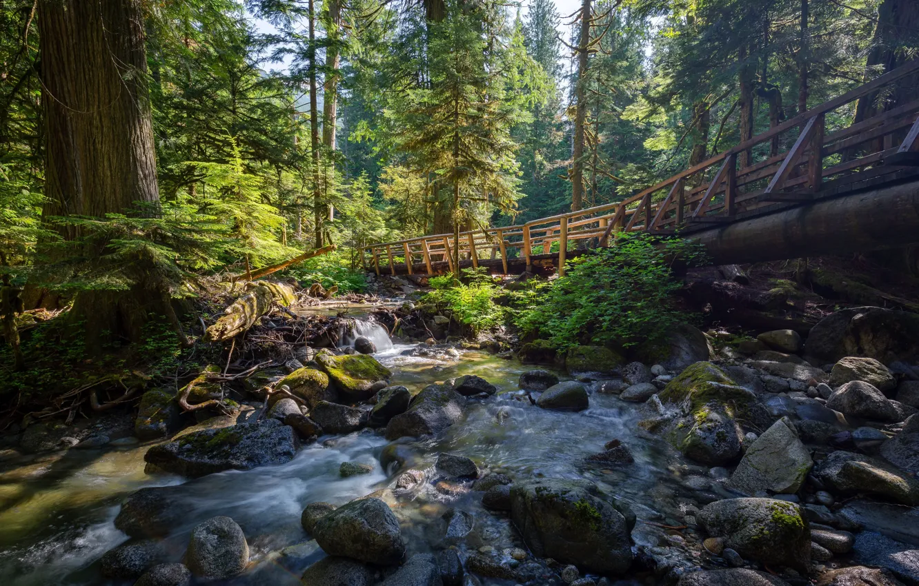 Фото обои United States, River, Forest, Deception Falls
