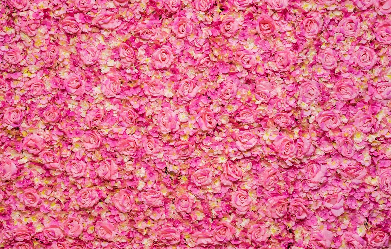 Фото обои pink, roses, rose oil