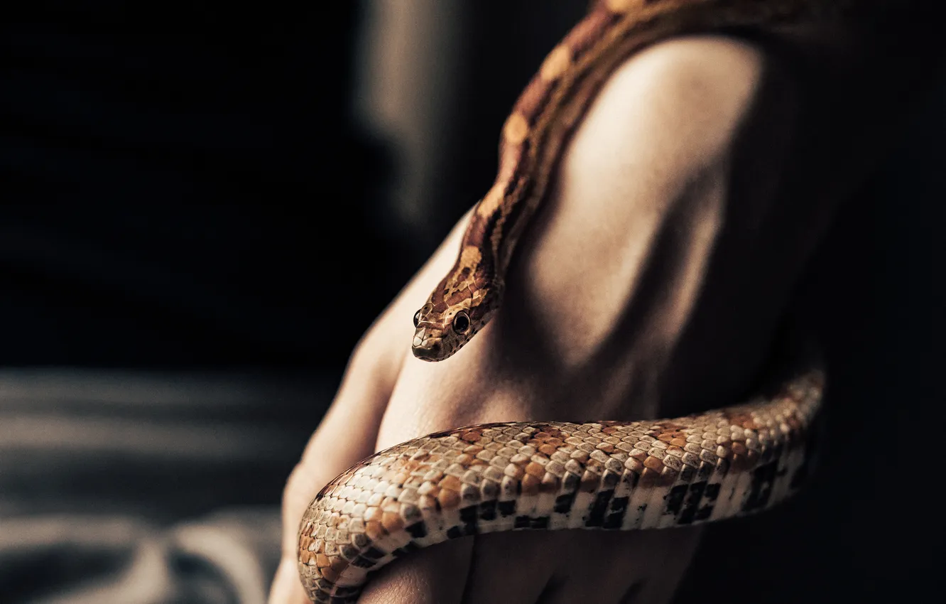 Фото обои colors, snake, scales