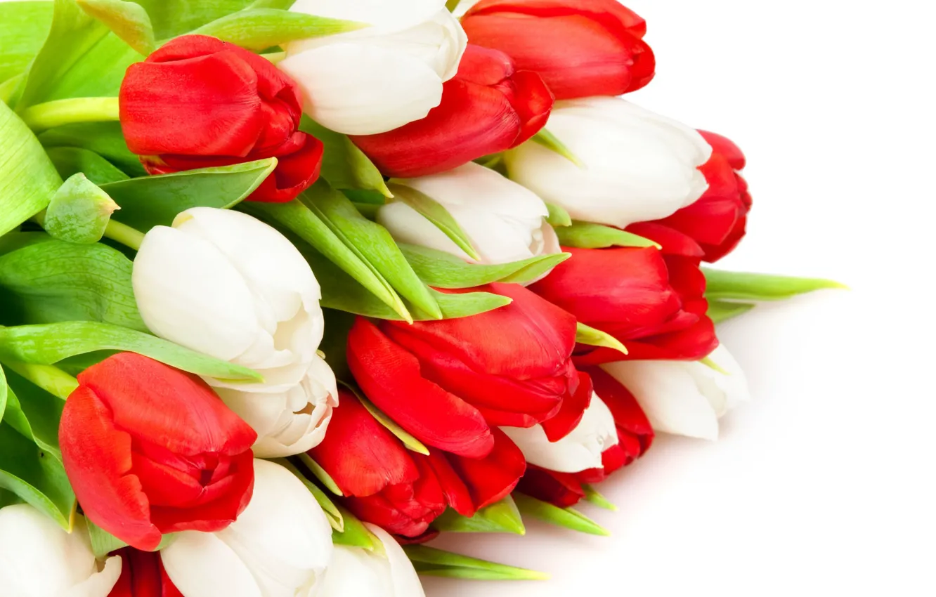 Фото обои тюльпаны, красные, белые