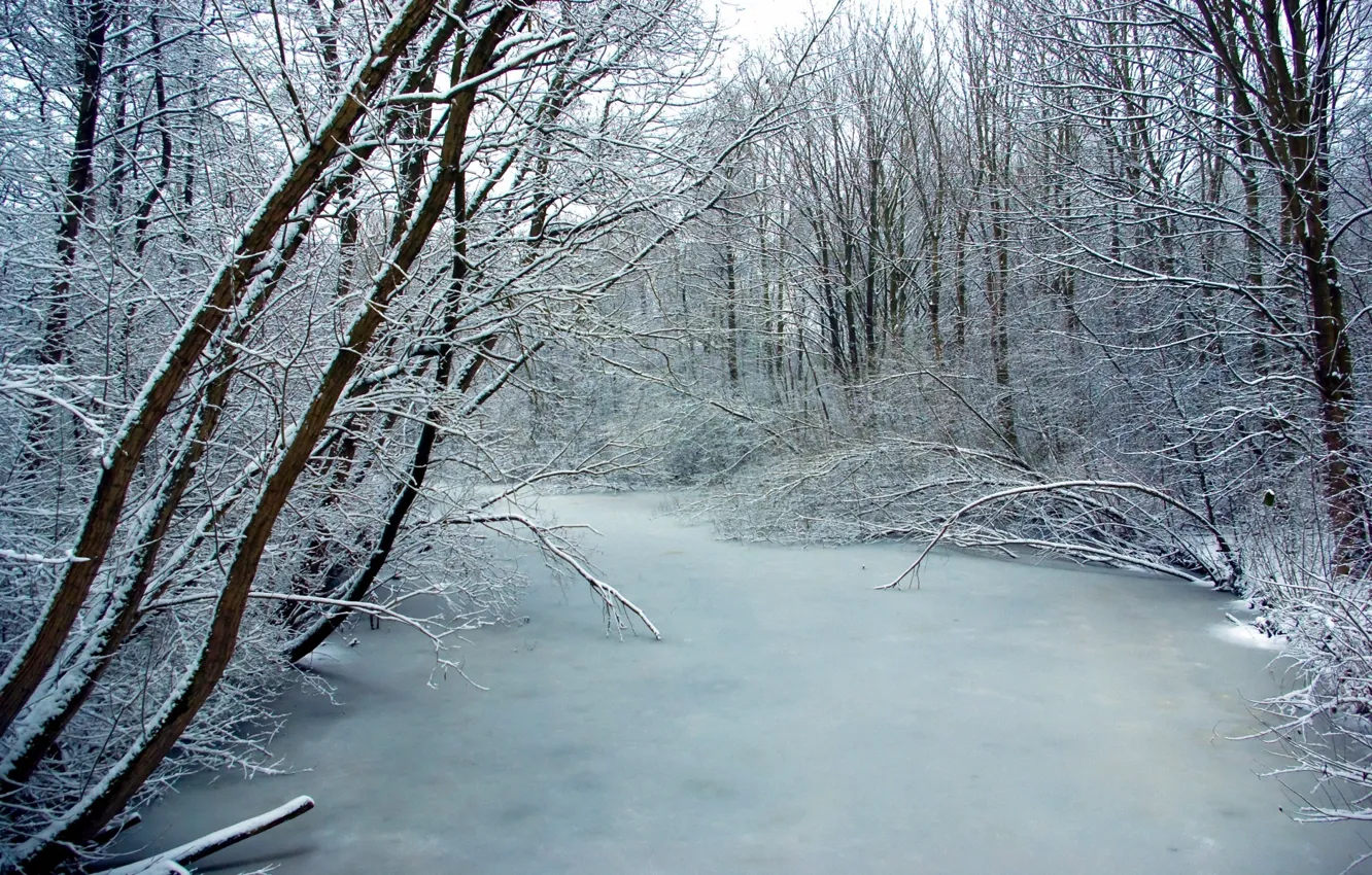 Фото обои лед, иней, деревья, река, Зима