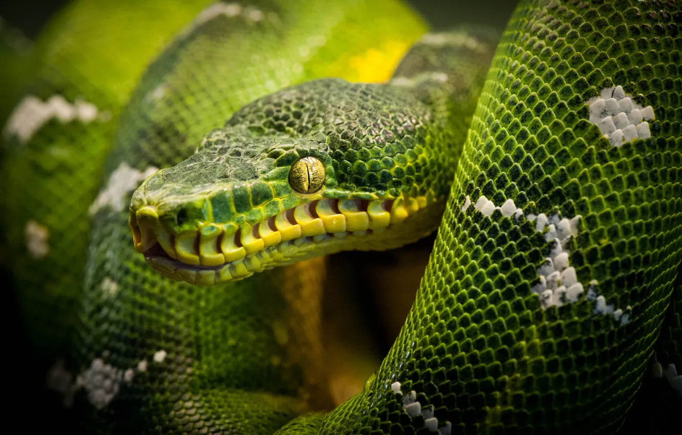 Фото обои змея, питон, snake, рептилия, reptile