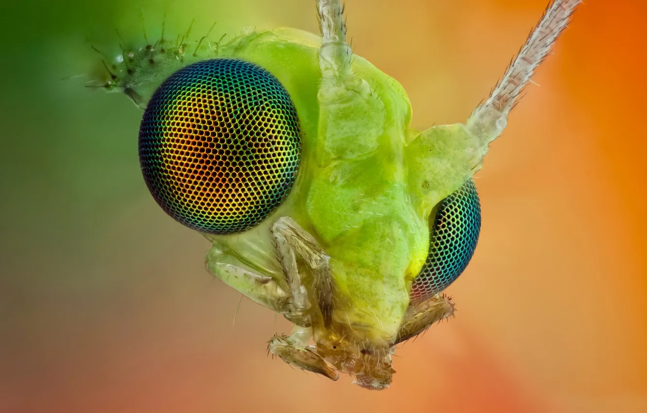 Фото обои eyes, head, chrysopidae