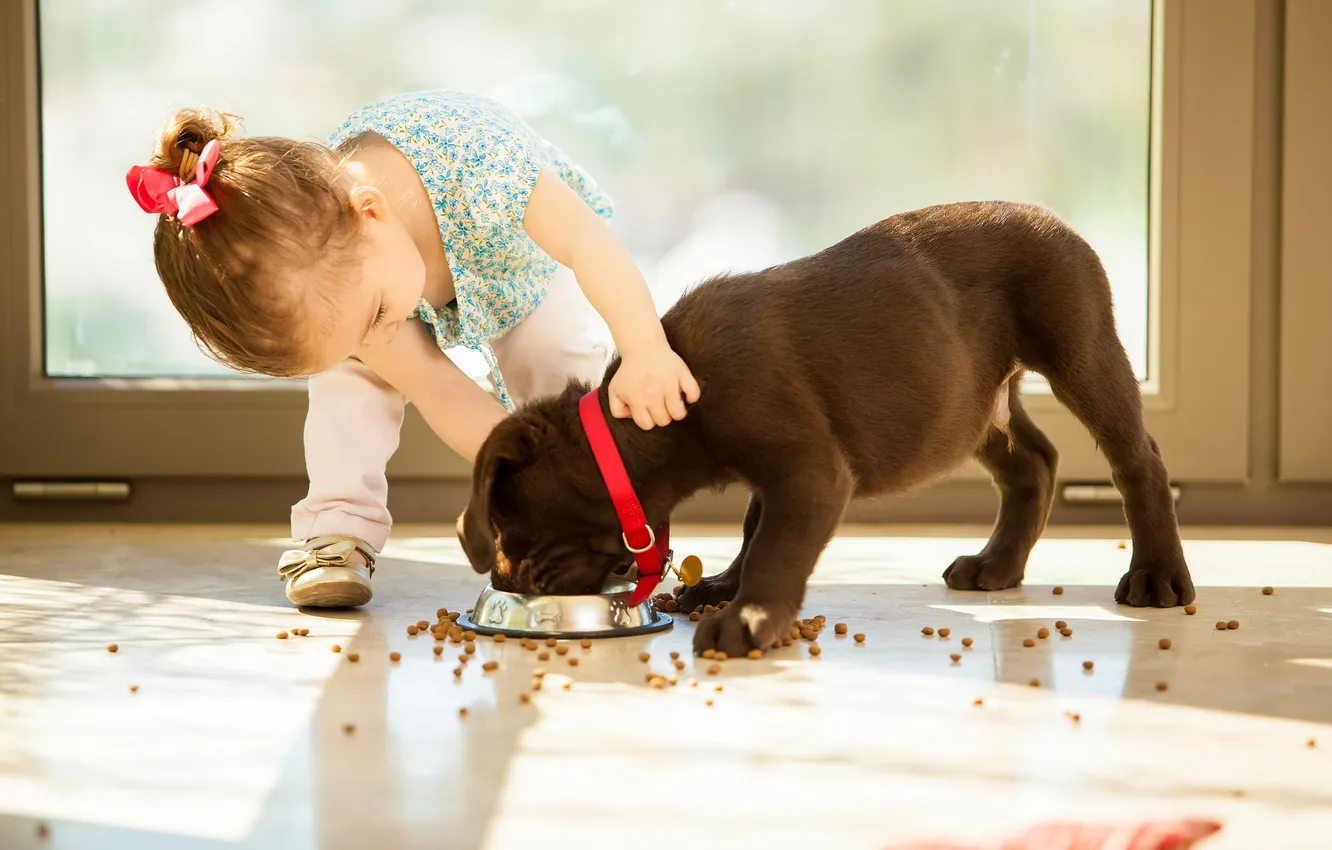 Фото обои собака, девочка, щенок, корм