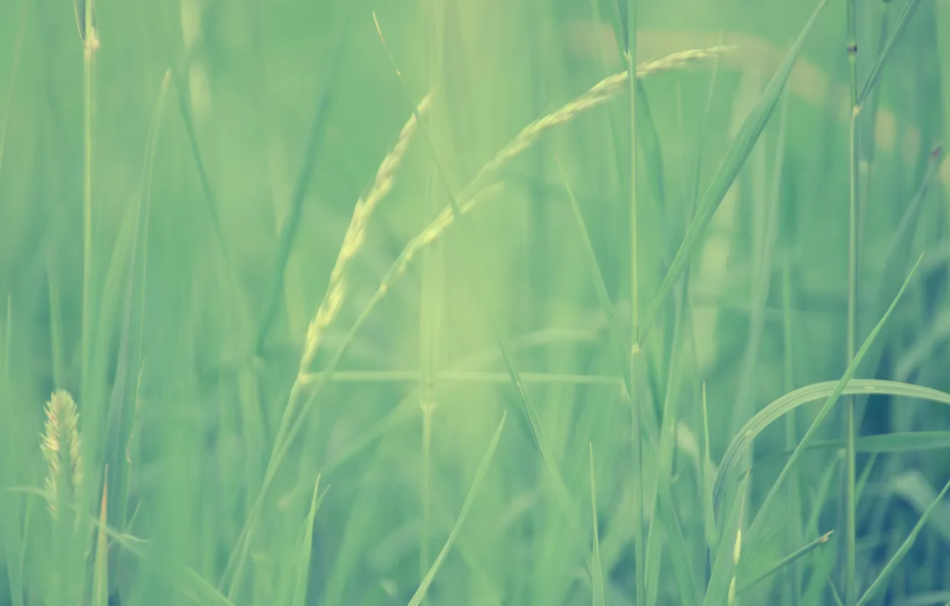Фото обои трава, макро, размытость, зеленая