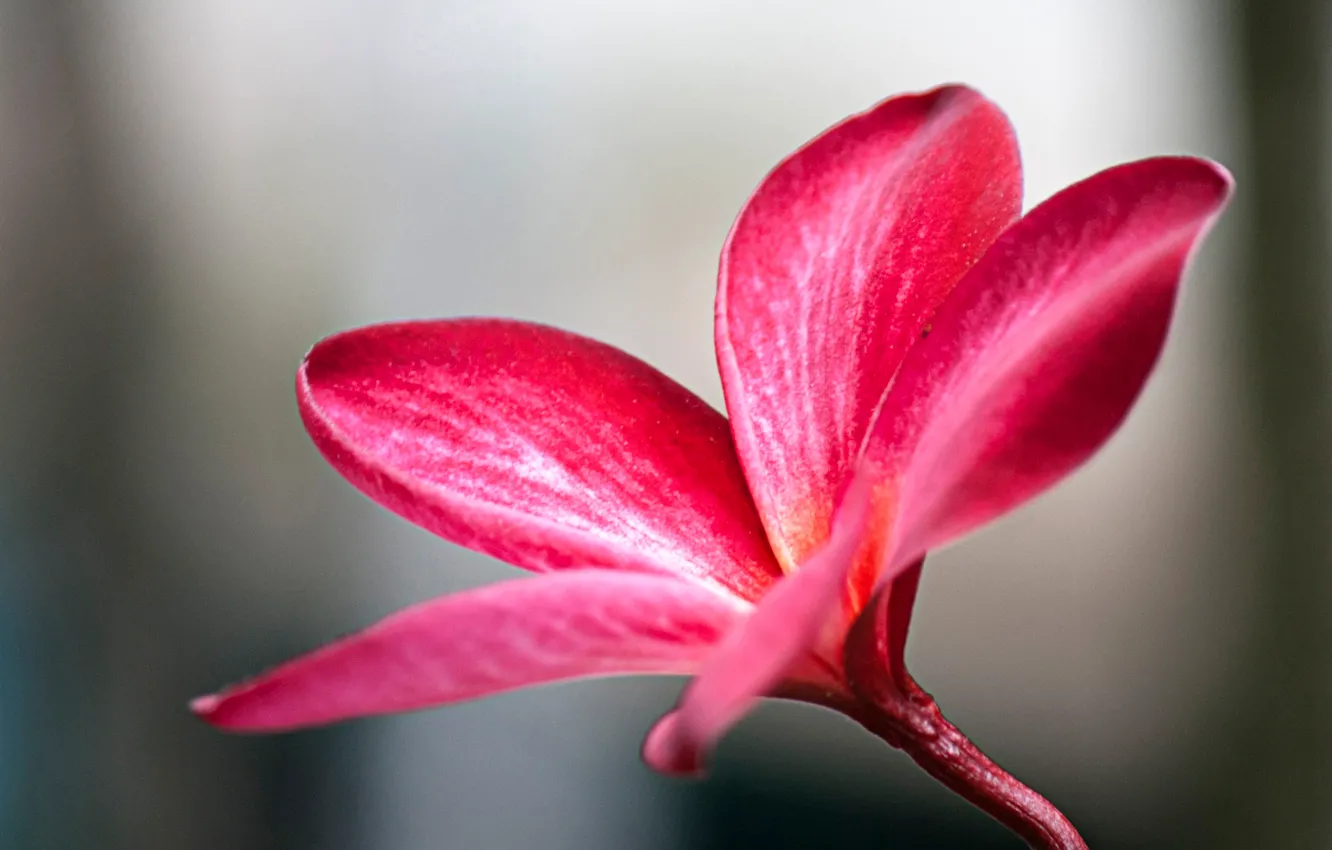 Фото обои цветок, дерево, лепестки, стебель, плюмерия, plumeria