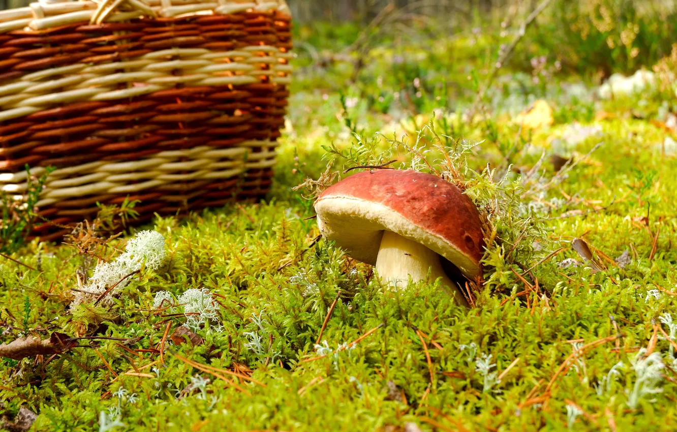Фото обои лес, природа, находка, поляна, гриб, мох, корзинка, белый гриб