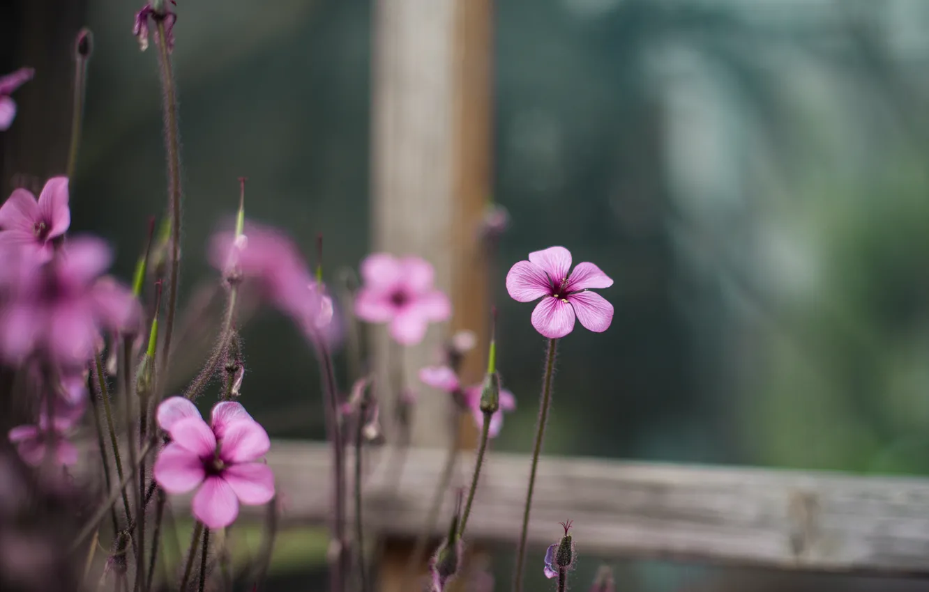 Фото обои макро, цветы, размытость, окно, розовые, Кислица