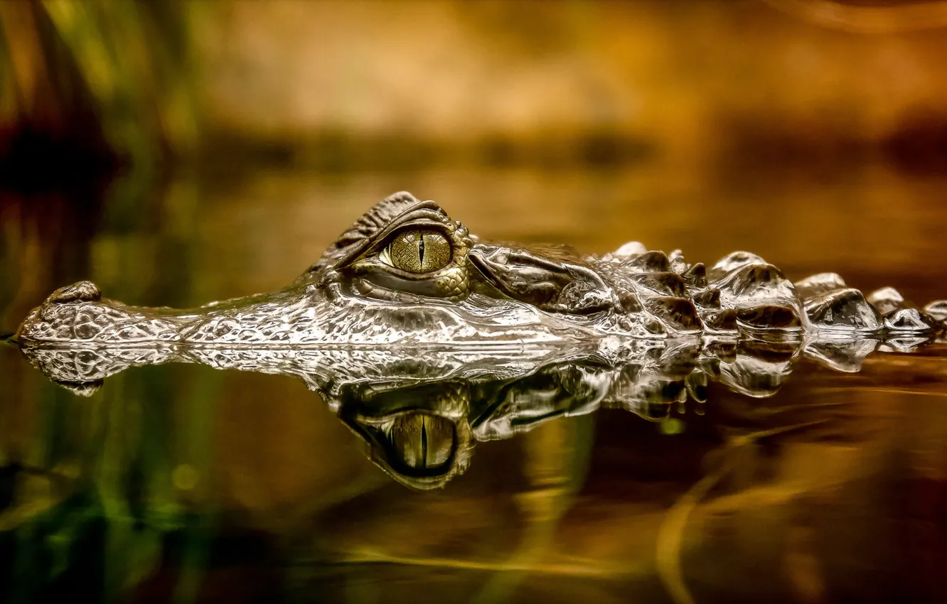 Фото обои природа, глаз, крокодил