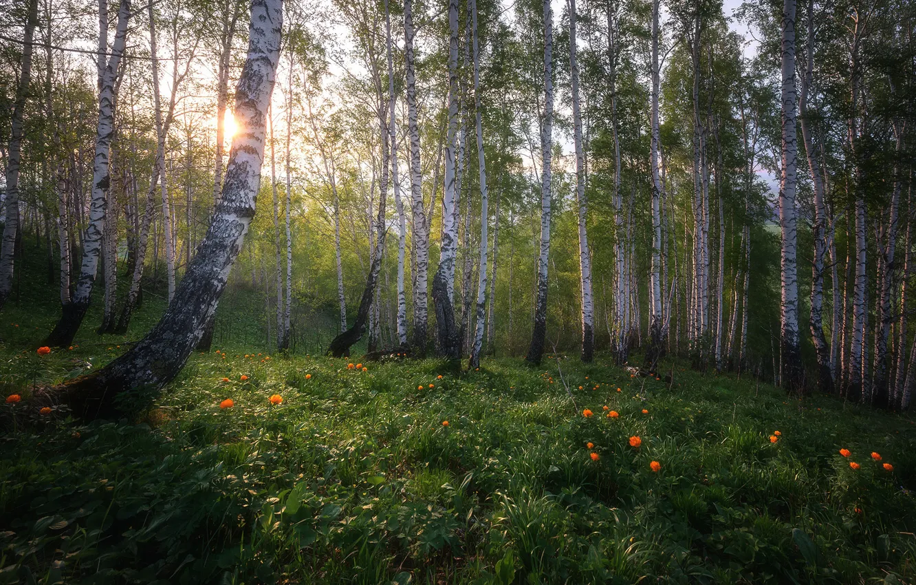 Фото обои лес, цветы, березы, Россия, берёзы, роща, берёзки, березовая роща