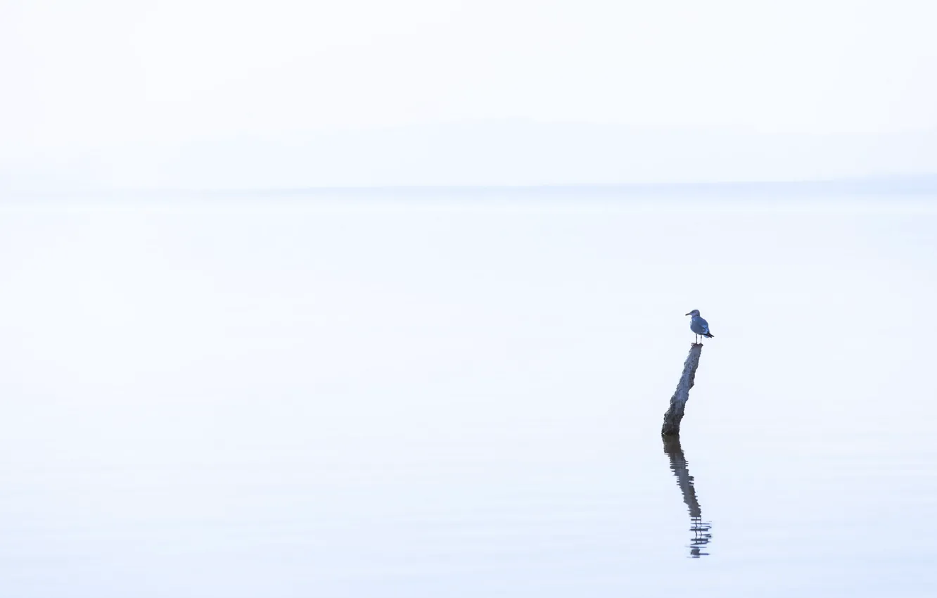 Фото обои озеро, птица, минимализм