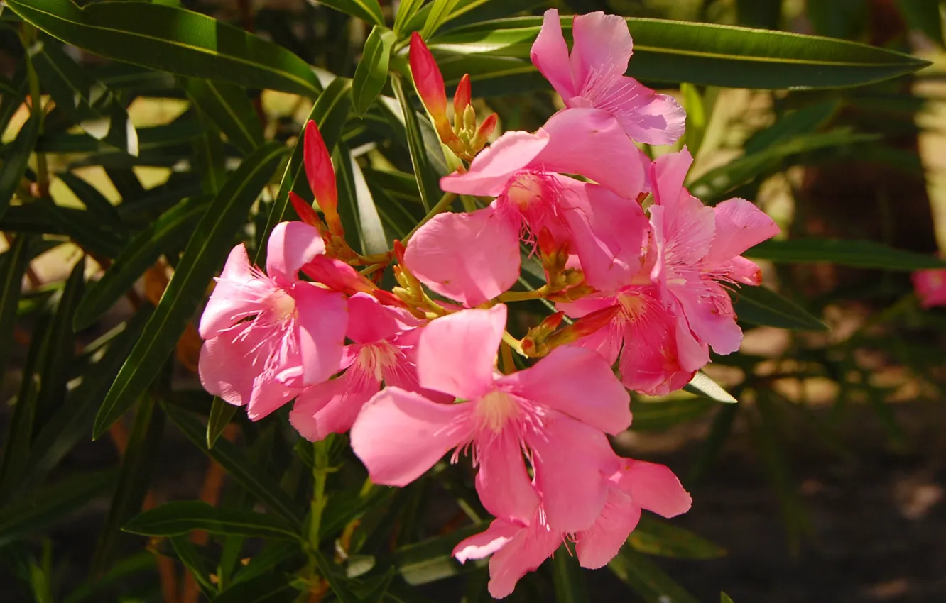 Фото обои Цветок, Растение, Лепестки, Flower, Plant, Petals, Олеандр Розовый, Pink Oleander