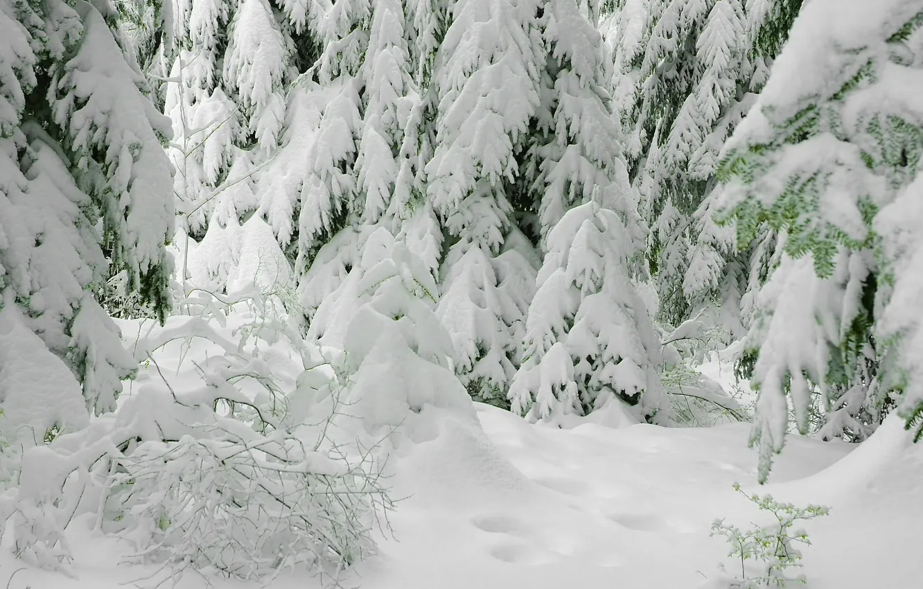 Фото обои зима, снег, елки