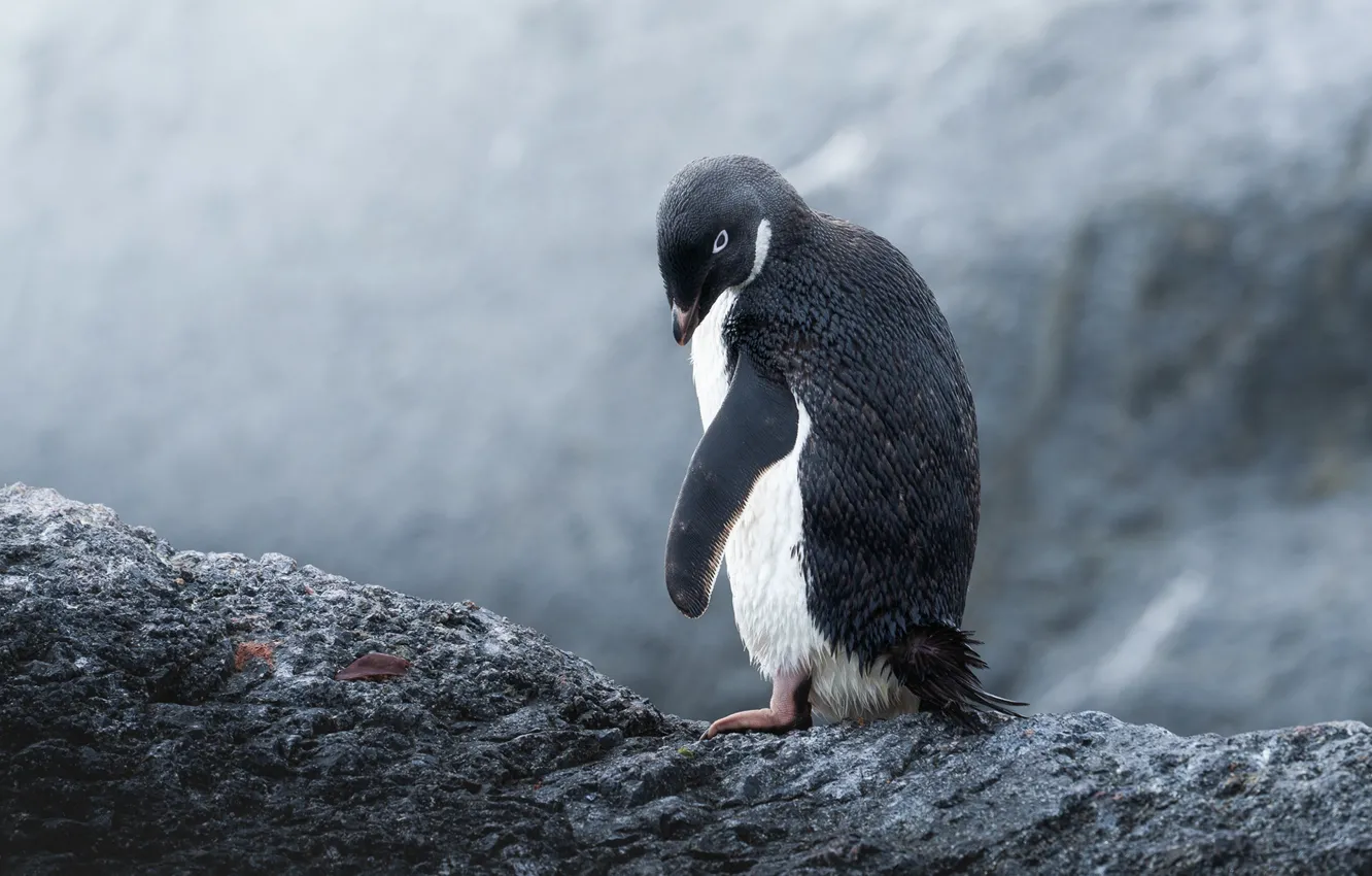 Фото обои взгляд, камни, крылья, пингвины, Antarctic Penguins