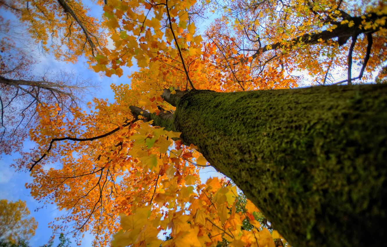 Фото обои осень, небо, листья, дерево, ствол, крона