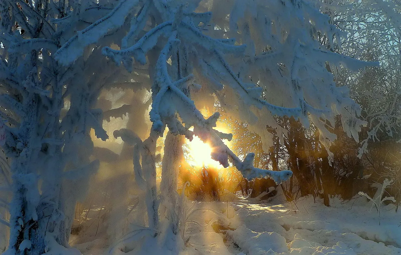 Фото обои зима, лес, солнце, снег, деревья