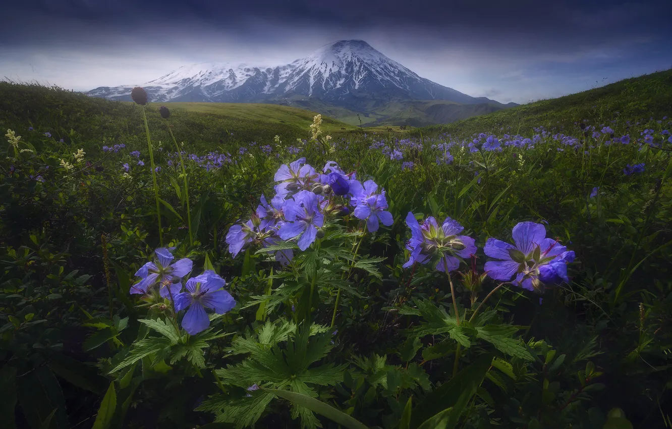 Фото обои цветы, горы, герань луговая