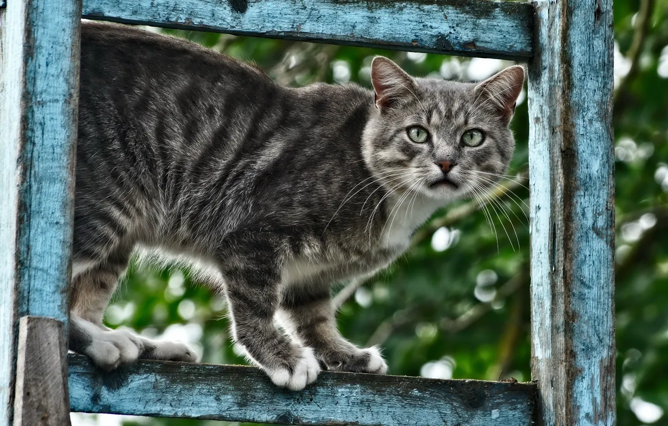 Фото обои HDR, Кошка, Кот, Обои, Животное