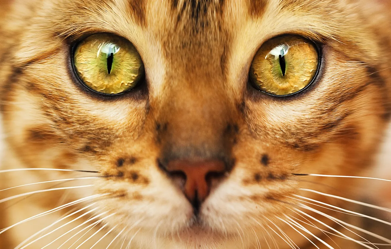 Фото обои кот, взгляд, мордочка, окрас, зеленые глаза