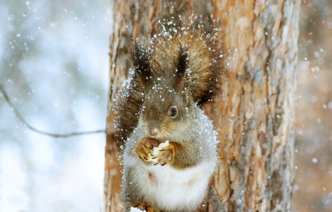 Фото обои зима, снег, природа, дерево, животное, белка, ствол, зверёк