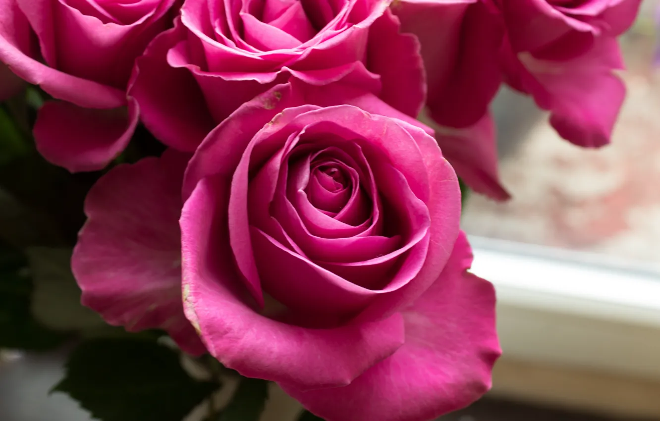 Фото обои цветы, розы, букет, лепестки pink, розовые бутоны