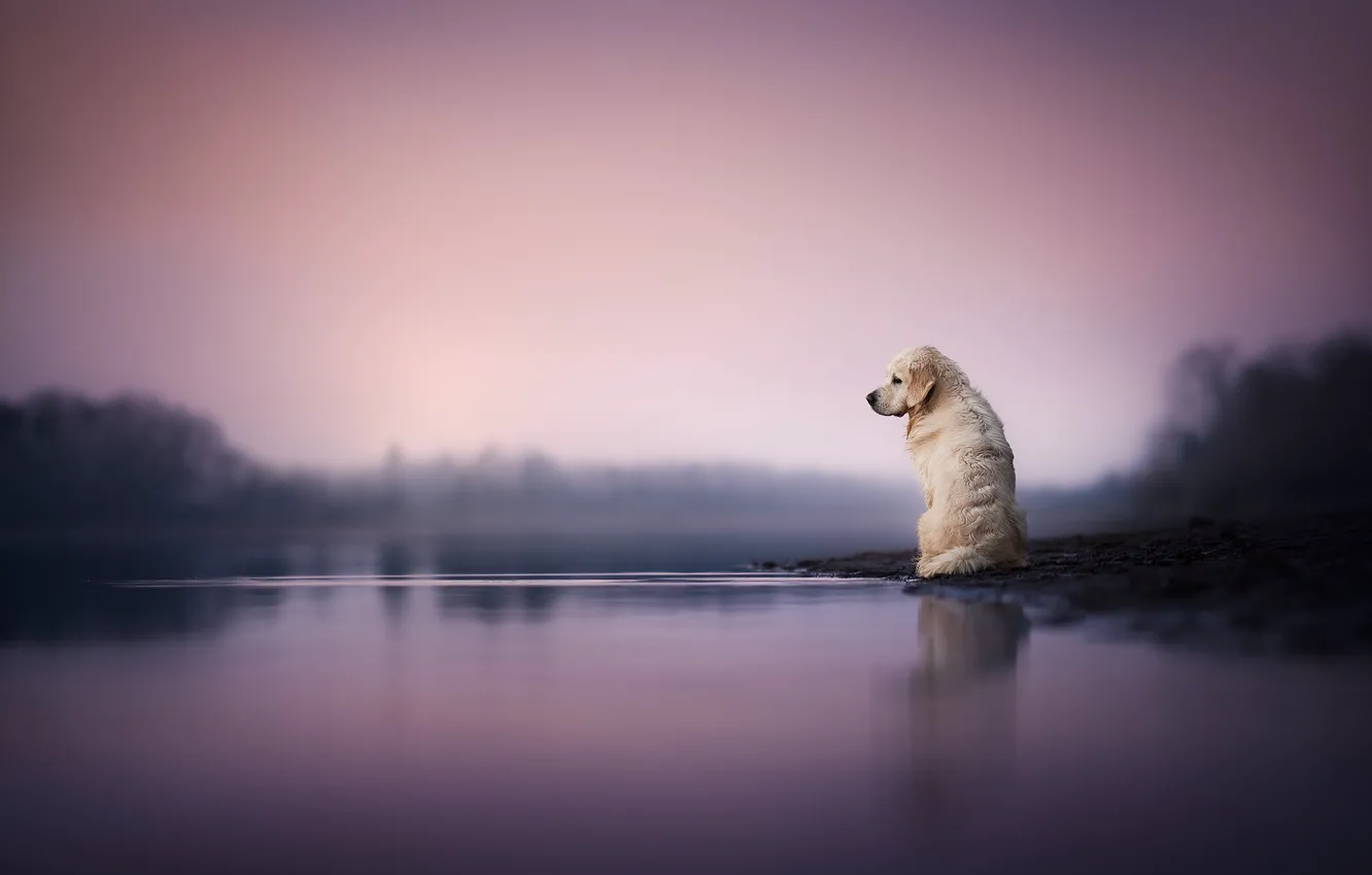 Фото обои вода, собака, боке, Голден ретривер, Золотистый ретривер