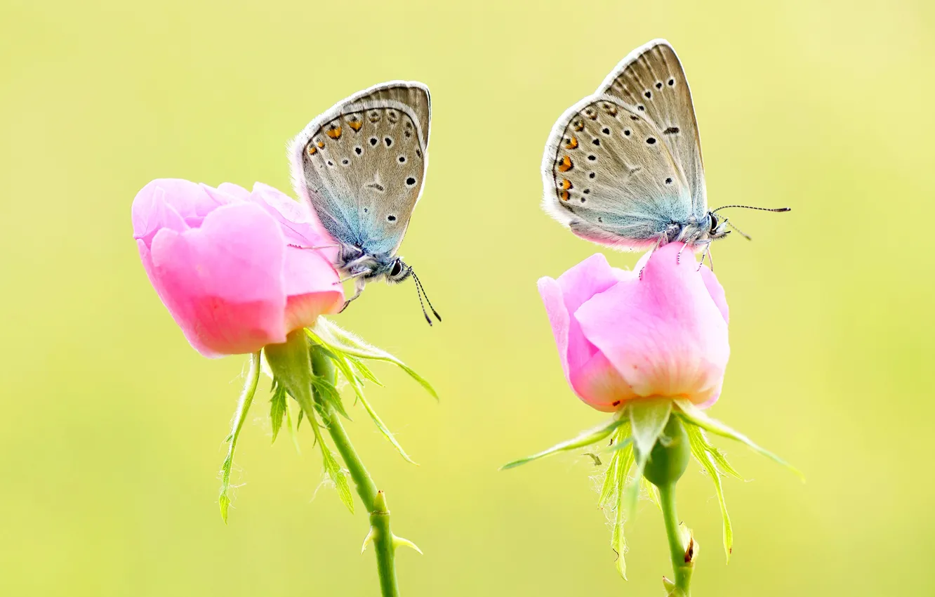 Фото обои макро, бабочки, цветы, насекомые, фон, бабочка, две, розы