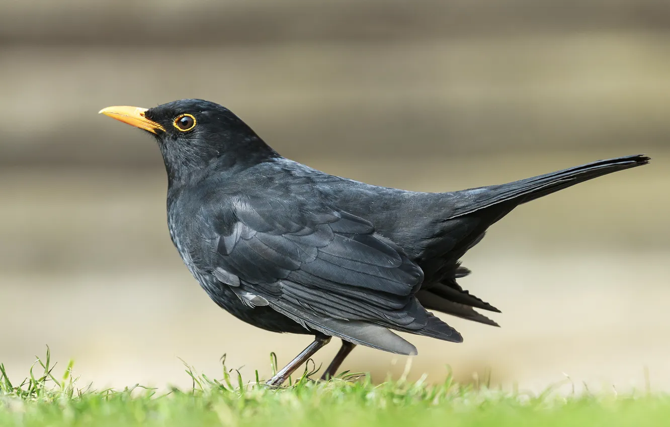 Фото обои взгляд, поляна, Чёрный дрозд (Turdus merula), готовность к взлету