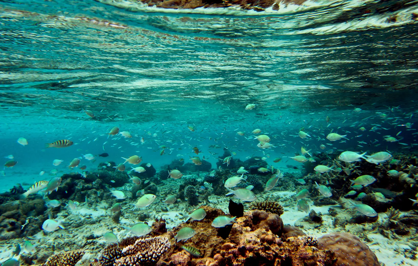 Фото обои рыбы, отпуск, Мальдивы, Maldives, хочу обратно