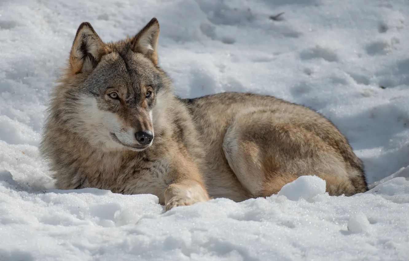 Фото обои зима, солнце, свет, снег, отдых, волк, хищник, лежит