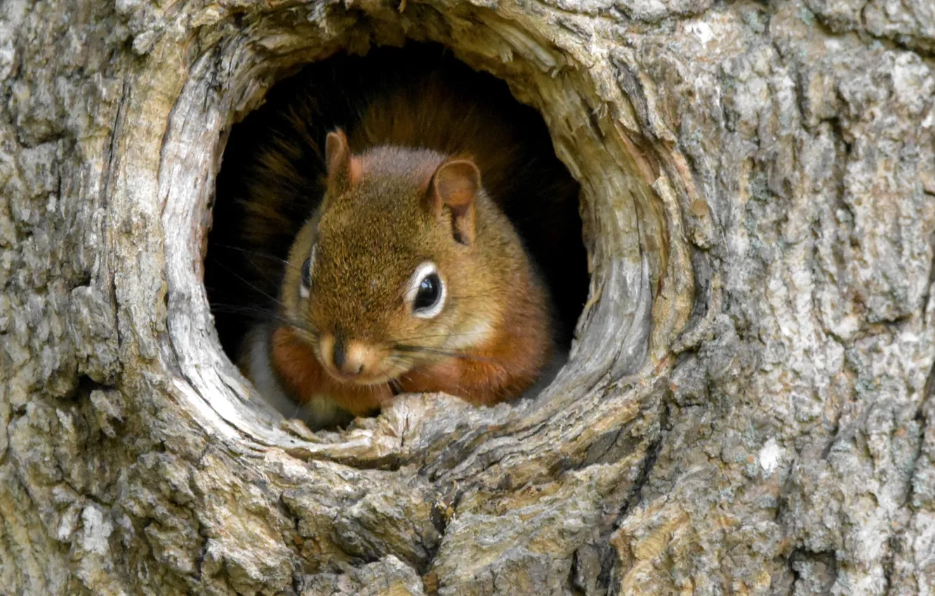 Фото обои глаза, белка, дупло