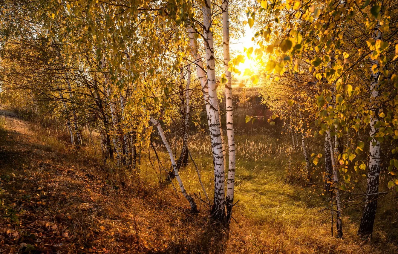 Фото обои осень, природа, берёзы