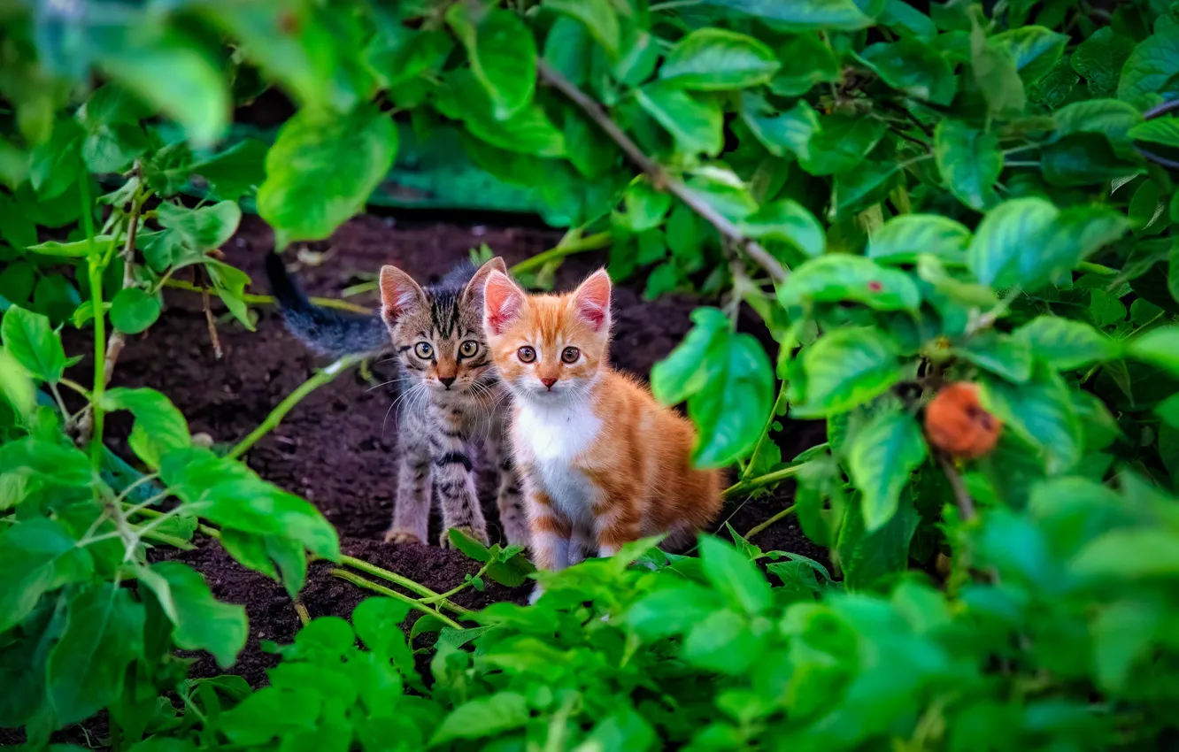 Фото обои листья, котята, малыши, парочка, два котёнка