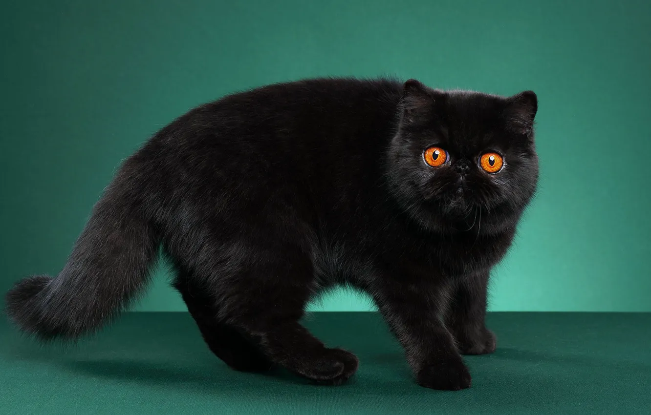 Фото обои кошка, кот, взгляд, поза, черный, мордашка, зеленый фон, фотостудия
