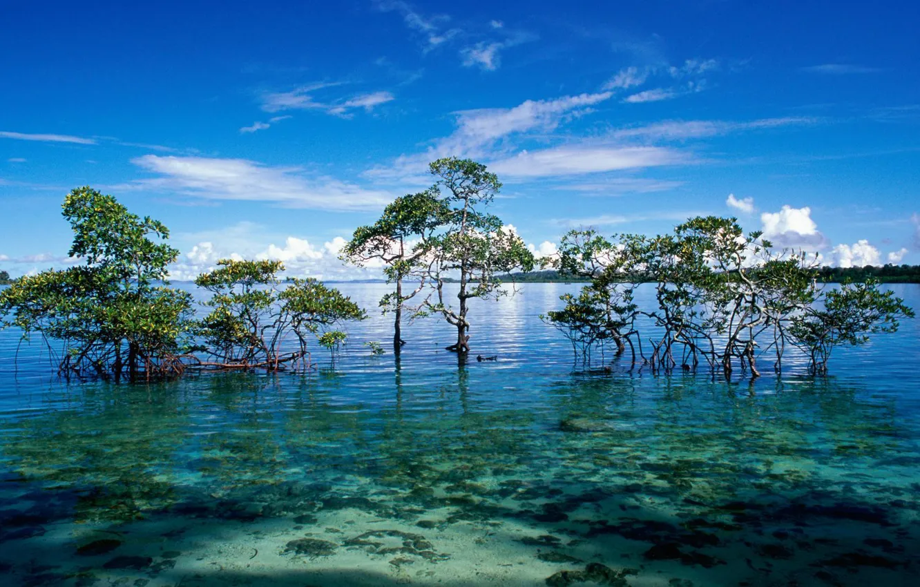 Фото обои острова, океан, лагуна, мангры, Andaman and Nicobar islands