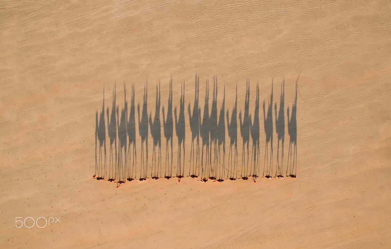 Фото обои пустыня, тени, верблюды, караван