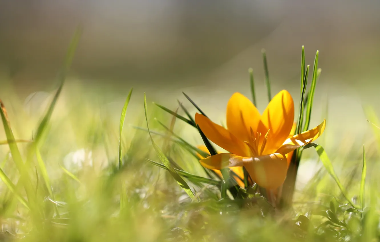 Фото обои трава, свет, цветы, желтый, поляна, один, размытие, весна